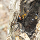 Phinda button spider near a tree hole lair.